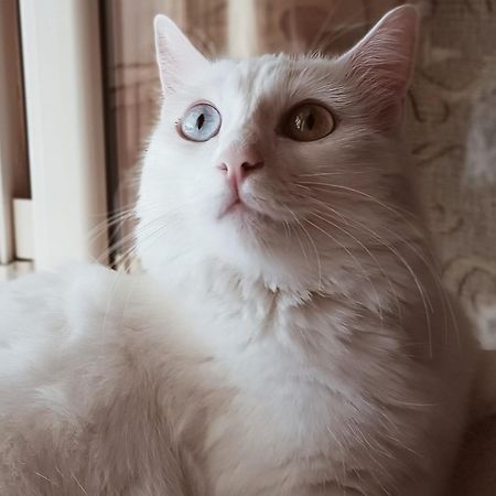Вилла The White Cat Неаполь Экстерьер фото